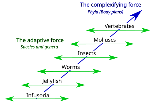 Lamarck's two-factor theory involves 1) a complexifying force that drives animal body plans towards higher levels (orthogenesis) creating a ladder of phyla, and 2) an adaptive force that causes animals with a given body plan to adapt to circumstances (use and disuse, inheritance of acquired characteristics), creating a diversity of species and genera. Popular views of Lamarckism consider only an aspect of the adaptive force.[26]