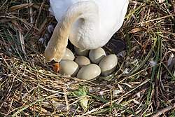 Nesting in spring, Cologne, Germany