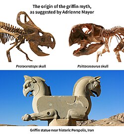 Ceratopsian skulls are common in the Dzungarian Gate mountain pass in Asia, an area once famous for gold mines and cold winds. This has been attributed to legends of both gryphons and the land of Hyperborea.