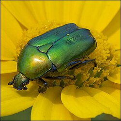 A copper flower-chafer (Protaetia cuprea ignicollis) on a crown daisy (Glebionis coronaria)