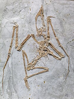 Specimen of Sinopterus, one of many excellent pterosaur fossils from Liaoning, China