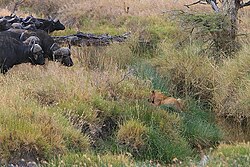 African buffalo herd confronting a lion