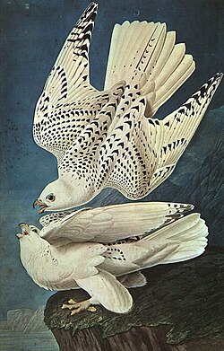 White gyrfalcons drawn by John James Audubon