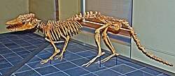 The skeleton of Pakicetus, an extinct digitigrade mammal.