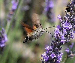 A hummingbird hawk-moth feeding off flower nectar