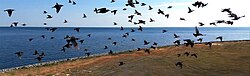 A small flock flies past.