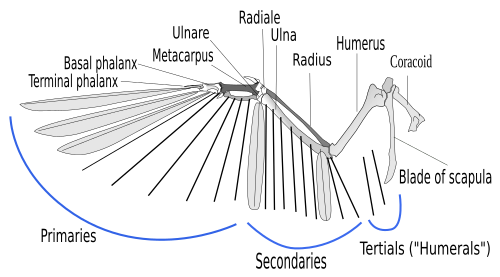 The skeleton of a bird wing. Places of attachment of various groups of flight feathers are indicated.