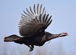 Wild turkey in flight