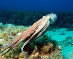 Octopuses swim headfirst, with arms trailing behind