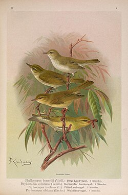 Illustration of Phylloscopus bonelli, Phylloscopus coronatus, Phylloscopus trochilus, Phylloscopus sibilatrix by John Gerrard Keulemans