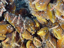 Hydrothermal vent mussels and shrimps