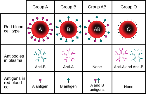 In the ABO blood group system, a person with Type A blood displays A-antigens and may have a genotype IAIA or IAi. A person with Type B blood displays B-antigens and may have the genotype IBIB or IBi. A person with Type AB blood displays both A- and B-antigens and has the genotype IAIB and a person with Type O blood, displaying neither antigen, has the genotype ii.