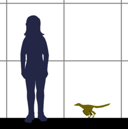 Size of Xiaotingia