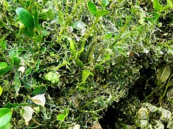 Larval feeding damage - only the contour of the leaves and frass is left.