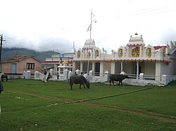 Cattle at a temple, in Ooty, India