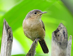 Southern house wren (Troglodytes aedon musculus)