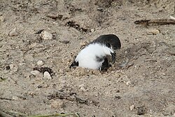 A Bonin petrel trapped in tsunami debris on Midway Atoll before being rescued