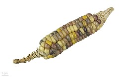 Corn, similar to a type that would have been seen in the days of the Columbian Exchange.