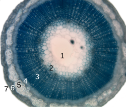 Cross-section of a flax plant stem: 1. Pith 2. Protoxylem 3. Xylem I 4. Phloem I 5. Sclerenchyma (bast fibre) 6. Cortex 7. Epidermis