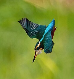 Alcedo atthis diving towards prey