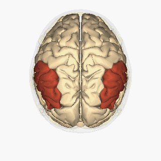 Inferior parietal lobule – superior view animation