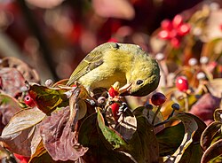 A scarlet tanager (Piranga olivacea) foraging in a flowering dogwood tree.
