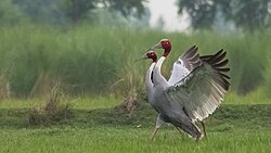 Sarus Pair