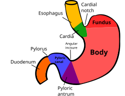 Areas of the stomach