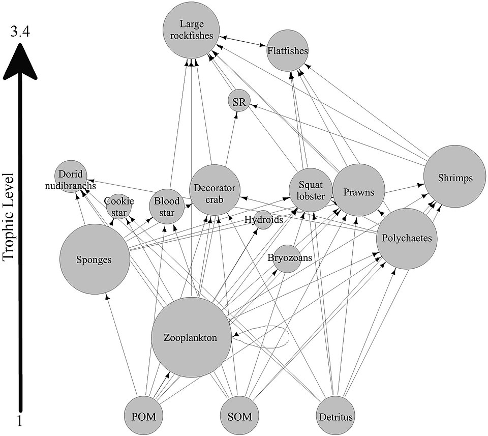 Generalised food web for sponge reefs[73]