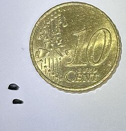 Photo of Aquilegia sibirica seeds