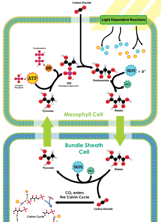 The C4 carbon concentrating mechanism
