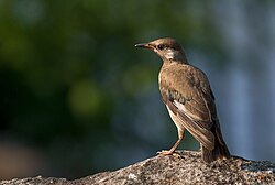 Hybrid of white-cheeked starling and red-billed starling, Japan. Such a hybrid has been recorded by the Japanese Journal of Ornithology.[4]