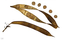 Orchid tree (Bauhinia variegata) seed pods