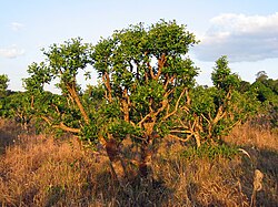 Yerba mate growing in the wild