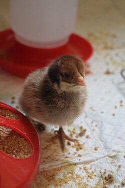 A young chicken is standing.