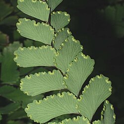 Flabellate venation, Adiantum cunninghamii