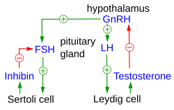 HPG regulation in males, with the inhibin/activin system playing a similar role on GnRH-producing cells