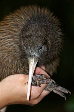 North Island brown kiwi