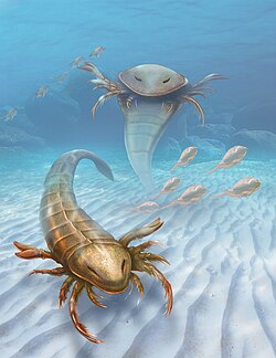 Pentecopterus, an early eurypterid, and found in Iowa