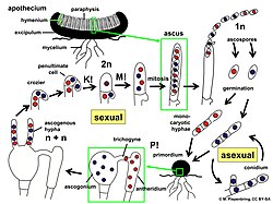 The lifecycle of the order Pezizales in Ascomycota