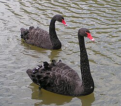 The black swan is the state bird of Western Australia.