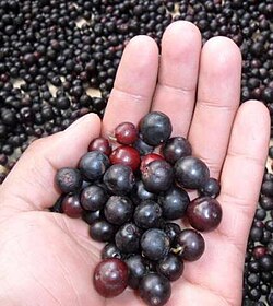 Vaccinium meridionale, a wild species of blueberry found in the Andes[36]