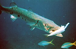 Barracuda found in Florida are avoided due to a high risk of ciguatera. The same fish found in Belize presents a lesser risk due to the lower prevalence of ciguatera-causing dinoflagellates in the Caribbean. Thus, knowing a fish's origin and life history is essential to determining its health hazards.