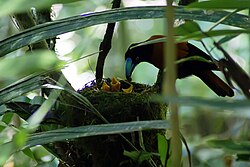a helmet vanga feeding nestlings