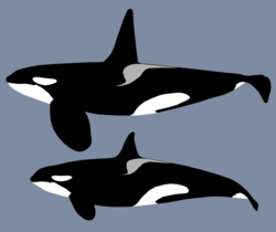 Adult males' pectoral fins, dorsal fin, and flukes are larger than females'. Image shows sexual dimorphism between them.