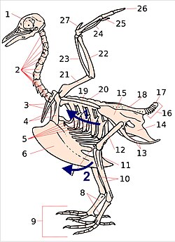 Fig. 17 A dove skeleton, showing the movement of the chest during inhalation. Arrow 1 indicates the movement of the vertebral ribs. Arrow 2 shows the consequent movement of the sternum (and its keel). The two movements increase the vertical and transverse diameters of the chest portion of the trunk of the bird. Key: 1. skull; 2. cervical vertebrae; 3. furcula; 4. coracoid; 5. vertebral ribs; 6. sternum and its keel; 7. patella; 8. tarsus; 9. digits; 10. tibia (tibiotarsus); 11. fibula (tibiotarsus); 12. femur; 13. ischium (innominate); 14. pubis (innominate); 15. ilium (innominate); 16. caudal vertebrae; 17. pygostyle; 18. synsacrum; 19. scapula; 20. dorsal vertebrae; 21. humerus; 22. ulna; 23. radius; 24. carpus (carpometacarpus); 25. metacarpus (carpometacarpus); 26. digits; 27. alula