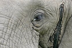 Bull in musth