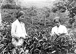 Tea plantation in Java during Dutch colonial period, in or before 1936