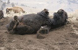 A bison wallowing on dirt near Lamar River Canyon
