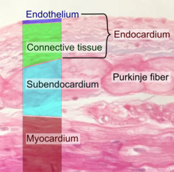 Histology of the endocardium and subendocardium.
